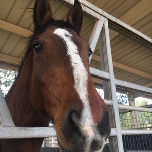 Meet your Posher, Maddie